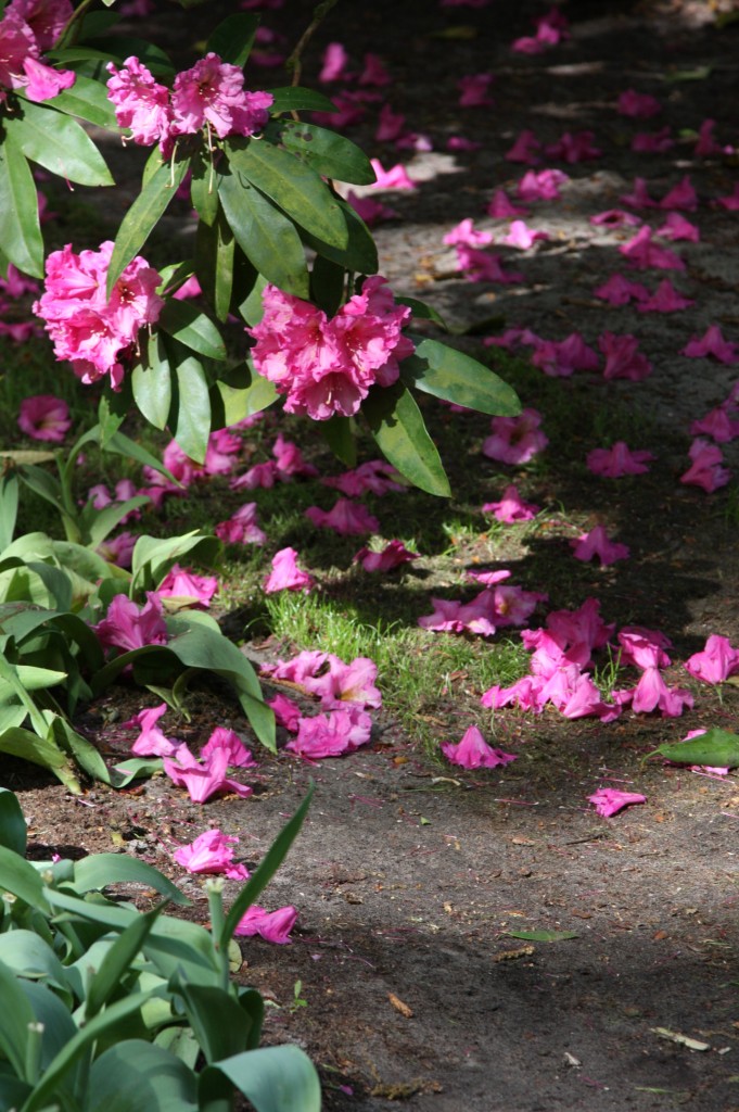 Flowering Bushes