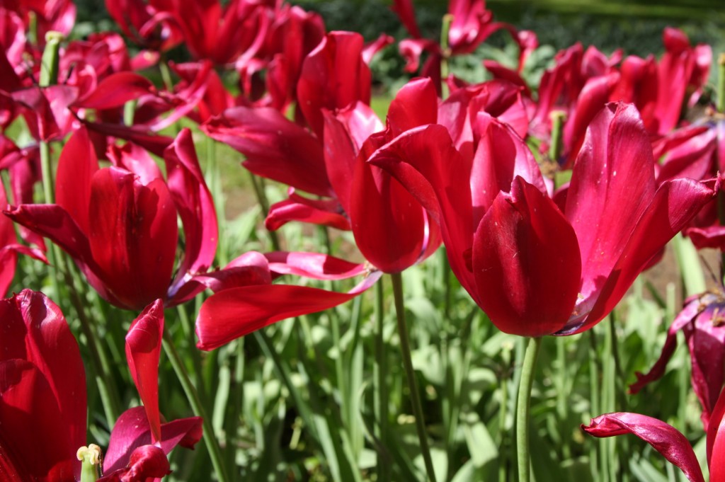 Wilting Tulips