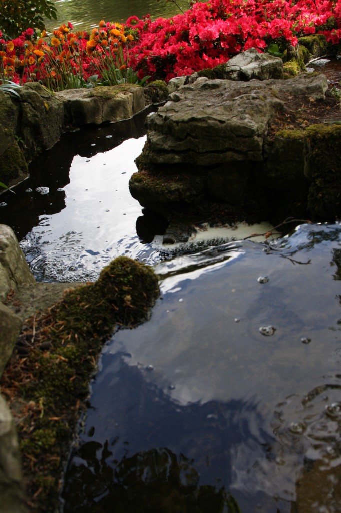 Small garden pond