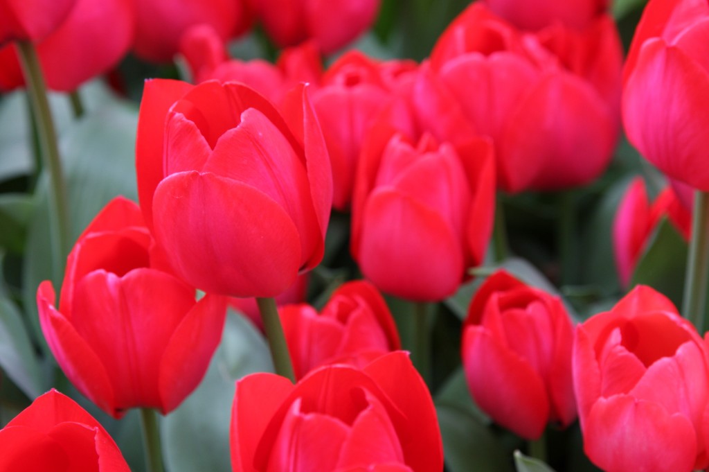 Fresh Keukenhof Tulips