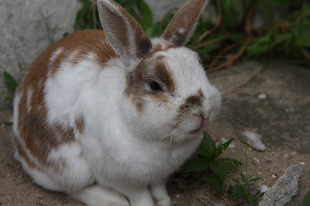 Nijnok the bunny