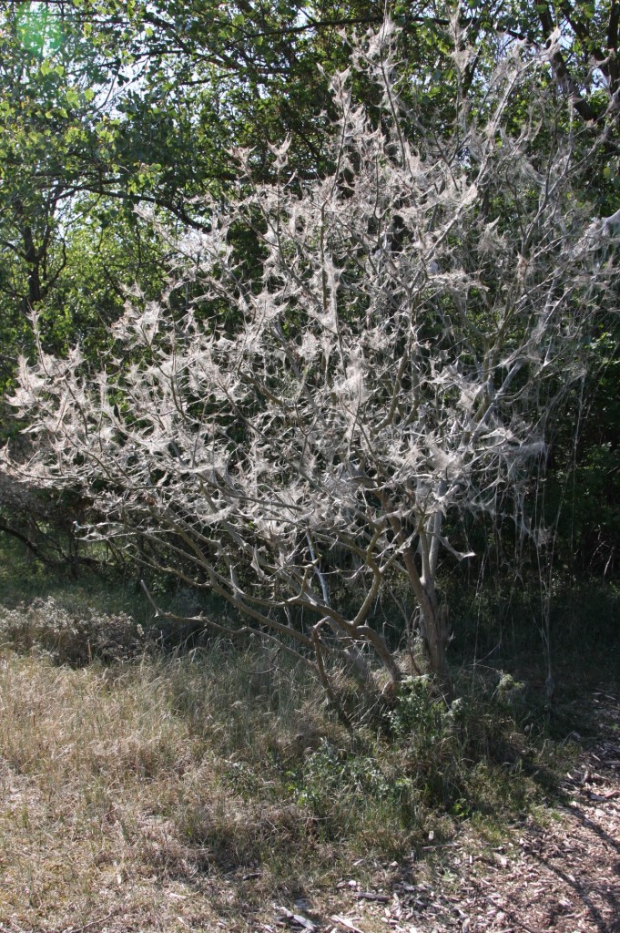Caterpillar tree in Panbos woods