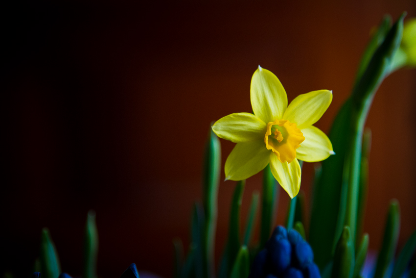 Daffodil