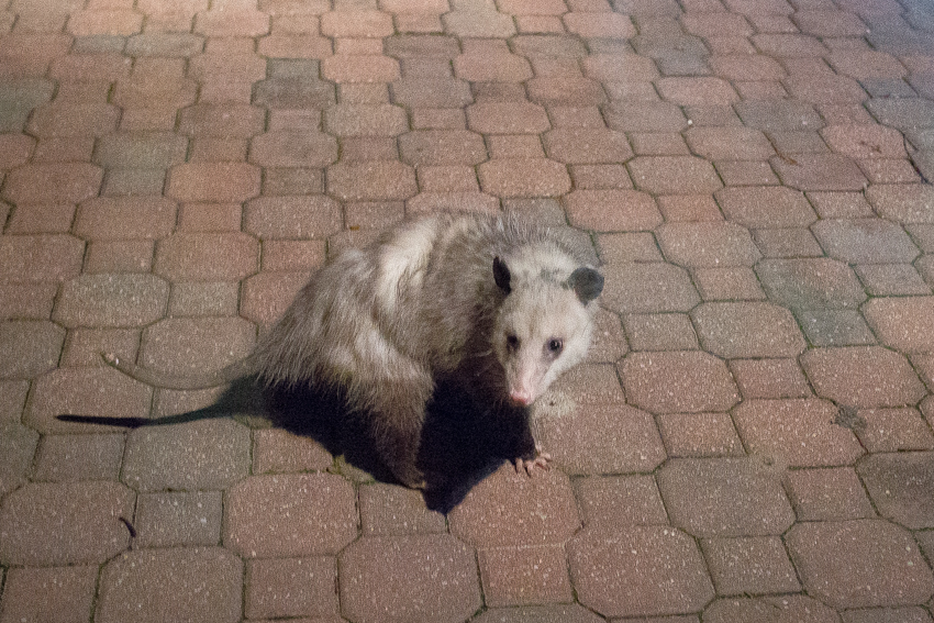 Unexpected guests drop by at my friend's house after dinner (possum)